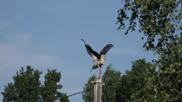 Graceful white stork bird flap wings and chatter with beak sit on pole. 4K — Stock Video