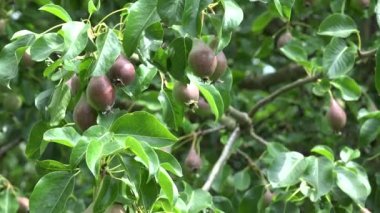 Bol armut meyve organik tarım armut ağacında üzerinde büyüyor. 4k