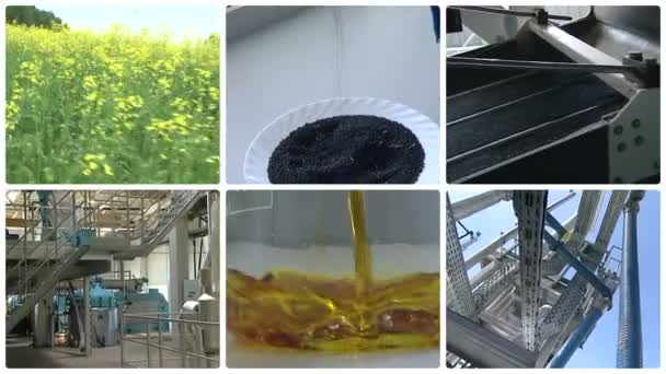 Plant bloeit. Koolzaad olieproductie van biobrandstoffen. Clip collage. — Stockvideo