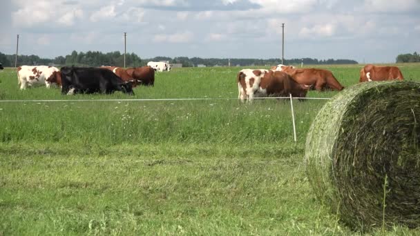 La meule de foin et le troupeau de vaches se nourrissent dans les pâturages. Voiture sur route rurale. 4K — Video