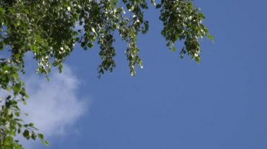 Huş ağacı twigs mavi gökyüzü arka plan üzerinde hareket ettirin. 4k
