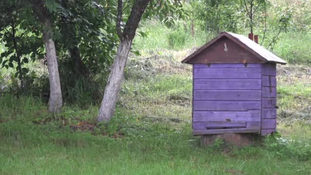 Silná dešťová voda padá na purpurový včelský úl nedaleko zahradních stromů. 4k — Stock video