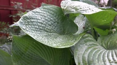 zoom out of drop falling on green leaf in rainy day. 4K