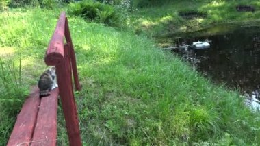 kedi köprüde oturup çiftçi adam çimenlerden gölet suyu temizler. 4k