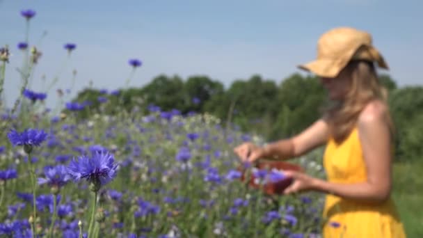 Donna cappello di vimini mietere fiore di fiordaliso nel cestino in campo. 4K — Video Stock