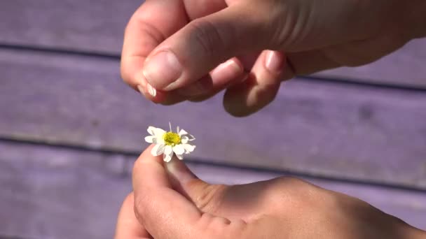 Kvinnlig hand tår liten Daisy kronblad på lila bakgrund 4K — Stockvideo