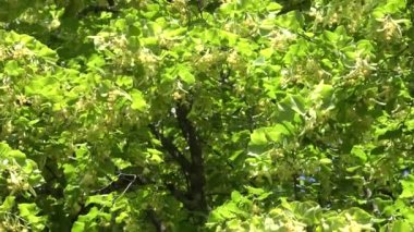 Ihlamur ağacı çiçekleri rüzgar eğme hareket açar. 4k