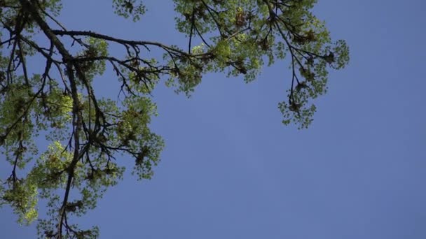 Wiosenne kwiaty gałęzi drzewa klonowego przeciwko błękitnym niebem. 4K — Wideo stockowe