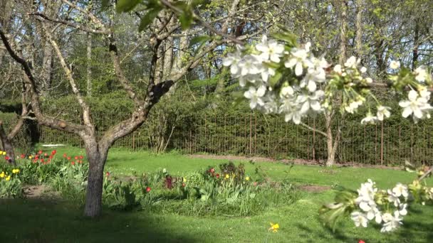 Spring flowers and white tree branches with blooms. 4K — Stock Video