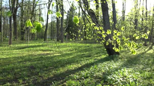 El tilo hojas jóvenes y brotes se mueven en el viento en primavera. 4K — Vídeo de stock
