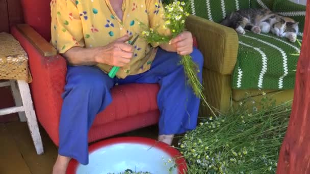 हर्बलिस्ट दादी कैमोमाइल फूल खिलते हैं और टैबी बिल्ली नींद लेते हैं। 4K — स्टॉक वीडियो