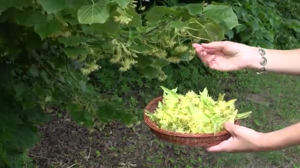 As mãos escolhem flores de árvore de tília ao prato de vime de madeira. 4K — Vídeo de Stock