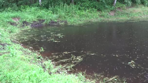 Las fuertes gotas de lluvia caen y salpican sobre el agua del estanque. Acércate. 4K — Vídeos de Stock