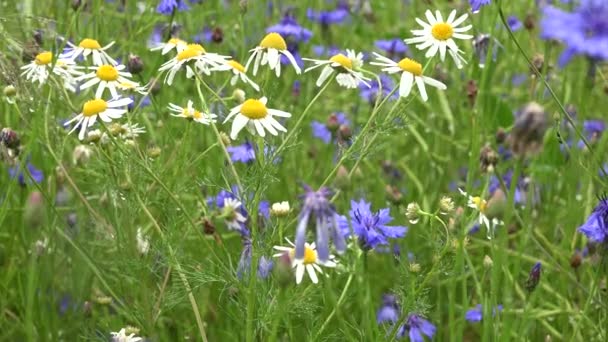 Les fleurs de marguerite couvertes de gouttes d'eau de pluie poussent dans le champ de bleuets. 4K — Video