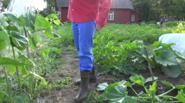 Köylü adam su ayçiçeği bitkileri sulama ile güneş önünde olabilir. 4k