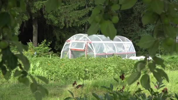 Polythenový skleník v zahradě a jabloně se pohybují větrem. 4k — Stock video
