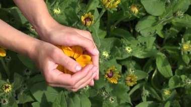 Kadın kız göstermek rudbeckia çiçek çiçek kollarında gizli. 4k