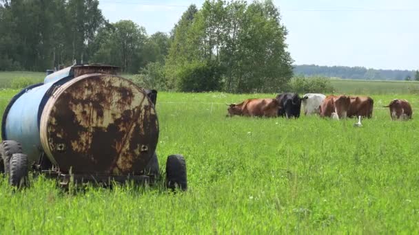 Depósito de agua sobre ruedas y ganado vacuno comer hierba en los pastos. 4K — Vídeos de Stock