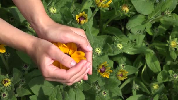 Muchacha femenina muestran flor Rudbeckia escondido en los brazos. 4K — Vídeo de stock