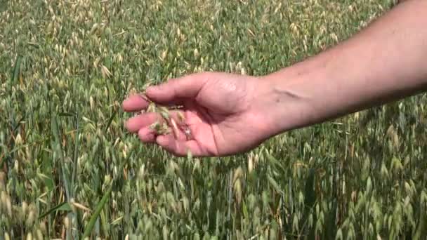 Agricultor mano control oreja de avena cultivo en el campo agrícola. Primer plano. 4K — Vídeos de Stock