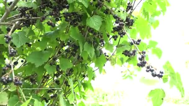 Os ramos de arbusto de baga de passa de Corinto preta natural movem-se no vento na fazenda. 4K — Vídeo de Stock