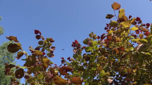 Gałąź z liści filberskiego drzewa oświetlone słońcem przed błękitnym niebem. 4K — Wideo stockowe