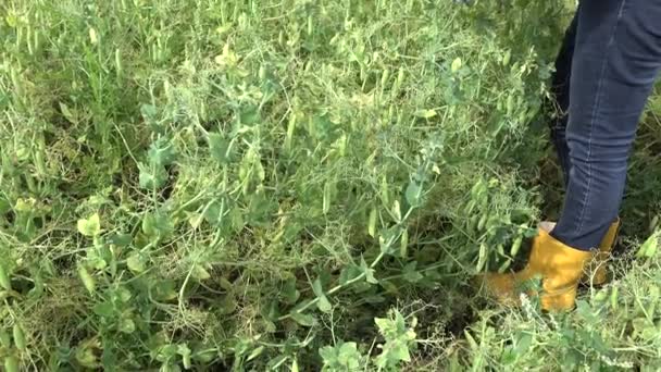 Ragazza contadina bionda raccogliere baccelli di piselli maturi in piantagione agricola. 4K — Video Stock