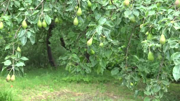 Birnbaumzweige voller Früchte bewegen sich im Wind im Biergarten. 4k — Stockvideo