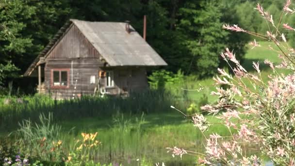 Branches d'aulne se déplacent dans le vent et maison rurale en bois dans le jardin. 4K — Video