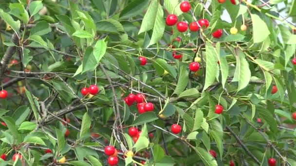 Paja de paja hecha a mano en árbol alegre cerca en el jardín. 4K — Vídeo de stock