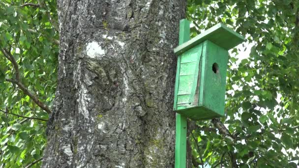 Green bird house nesting-box cuelga del viejo tronco de abedul. 4K — Vídeos de Stock