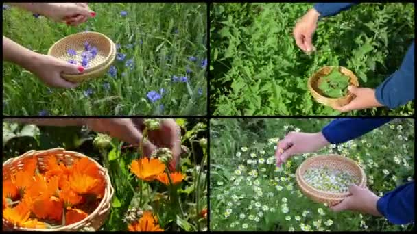 Reunir a mano las plantas de hierbas de caléndula de menta de aciano. Video collage — Vídeos de Stock