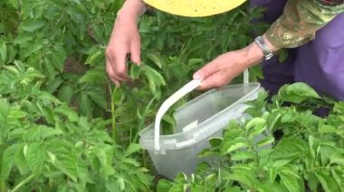 Çiftçi kadın eller parazit larva patates bitkilerden grupta seç. 4k