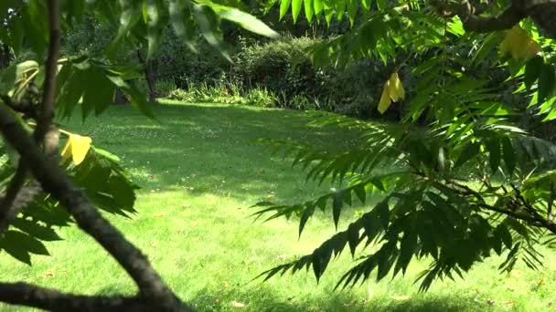 Joven cortar la hierba con cortacésped en el jardín verde de verano. 4K — Vídeos de Stock