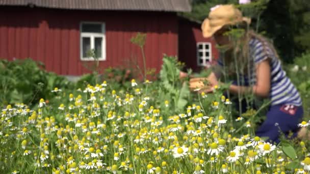 Camomile flower blooms and blurred woman pick small herbs. 4K — Stock Video