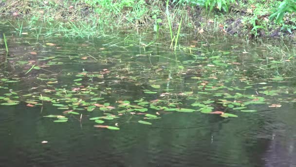 Grandes gotas de chuva caem em plantas de água lago lagoa crescendo perto do banco. 4K — Vídeo de Stock