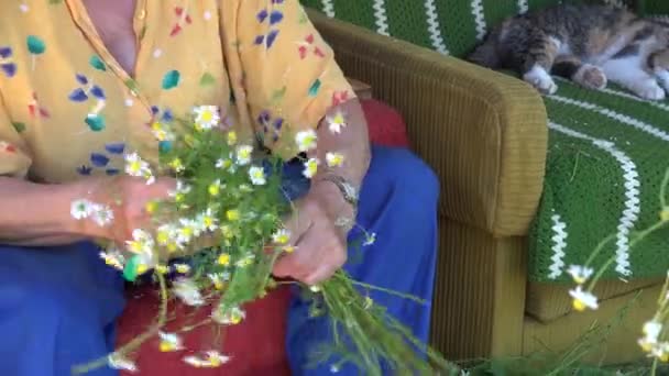 经验丰富的草药家奶奶挑选洋甘菊和塔比猫。4k — 图库视频影像