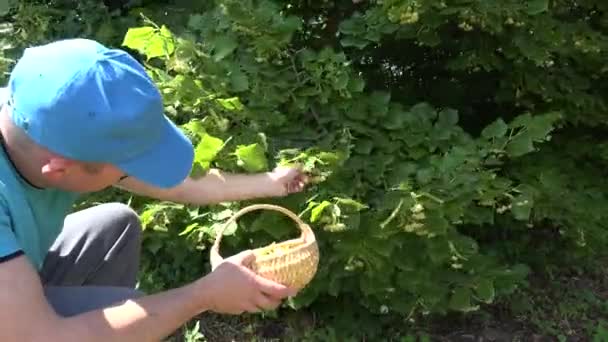 男は公園で木の枝からバスケットにリンデンの花のハーブを選びます。4k — ストック動画