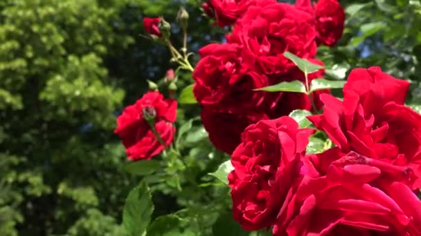 Hermosa flor de rosa roja florece en el jardín. Un disparo de mano. 4K — Vídeos de Stock