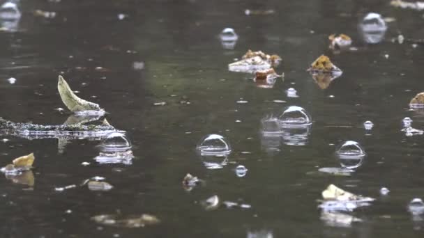 Sterke zomer regen op pad oppervlak rimpel met bubbel. 4k — Stockvideo