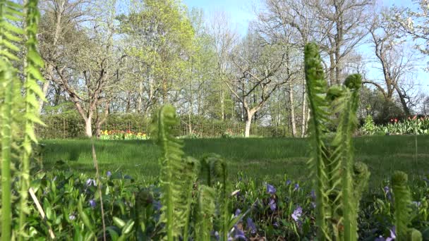 Brotes de helecho borrosa hojas y flores en el jardín de primavera. 4K — Vídeos de Stock