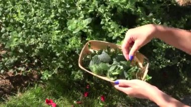 mavi tırnaklar ile kadın bahçıvan herbalist el balsam limon-merhem nane bitkisel bitki yaprakları almak. 4k