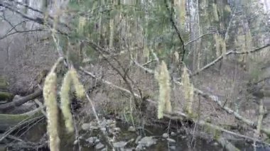 Hazel catkin ağacı çiçek açar. Dere suyu akışı. 4k