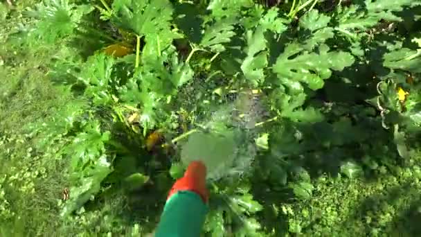 Tuinman zorg planten in droogte droge zomer. 4k — Stockvideo