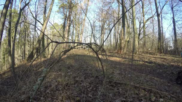 Felice coppia di famiglia a piedi con carrozzina nella foresta primaverile. 4K — Video Stock