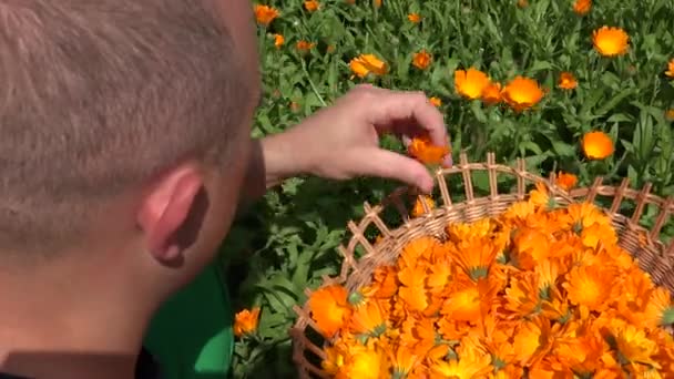Erkek bahçıvan adam hasat bitkisel kadife çiçeği hasır çanak çiçek açar. 4k — Stok video
