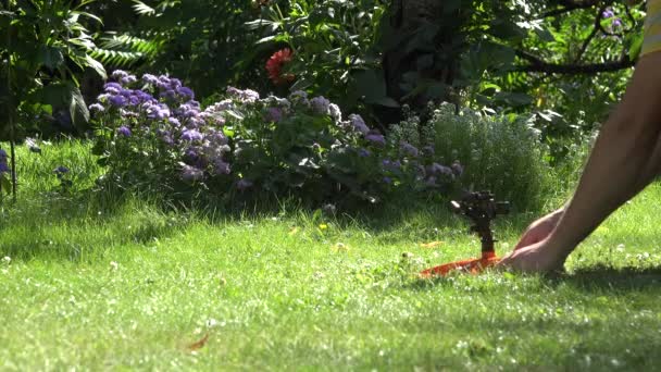 Mannelijke boer handen plug slang om spuit gereedschap en spuiten water bloemen en gazon. 4k — Stockvideo