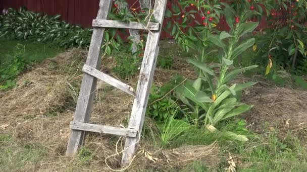 Scarecrow on wooden ladder stand near cherry tree in garden. 4K — Stock Video