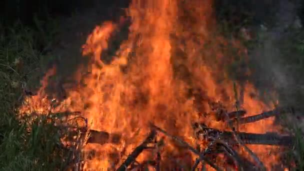 여름에 녹색 숲 나무 사이에 높은 불타는 불꽃. 4k — 비디오