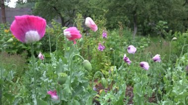 Yağmur damlaları renkli dekoratif haşhaş çiçek kütükler düşmek. 4k